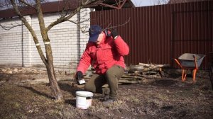 Весенняя побелка покраска стволов плодовых деревьев