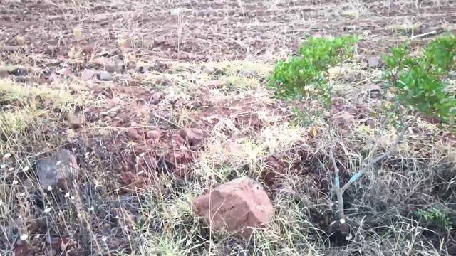 Injerto en lentisco como hacerlo y tener éxito.