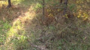 Металлокоп с собакой!