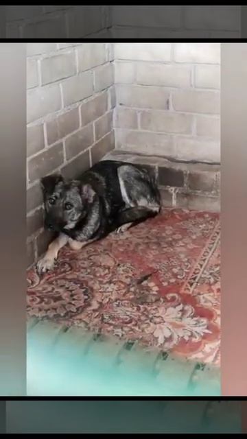 НЕ НАБРАЛИ НА ИХ СПАСЕНИЕ!! Бобруйск! смотреть онлайн