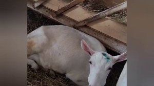 Козы и санитарный день.