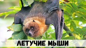 Летучие мыши, как они живут