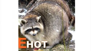 Азбука для детей. Учим буквы.  Буквы Е и Ё