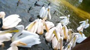 Машинки робокары и Маша Капуки - сборник для детей.