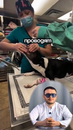 Процесс погружения животного в наркоз