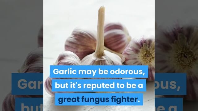 Natural fungus fighters | Healthy Life смотреть онлайн
