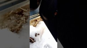 Двери Ланос Шевроле Шанс