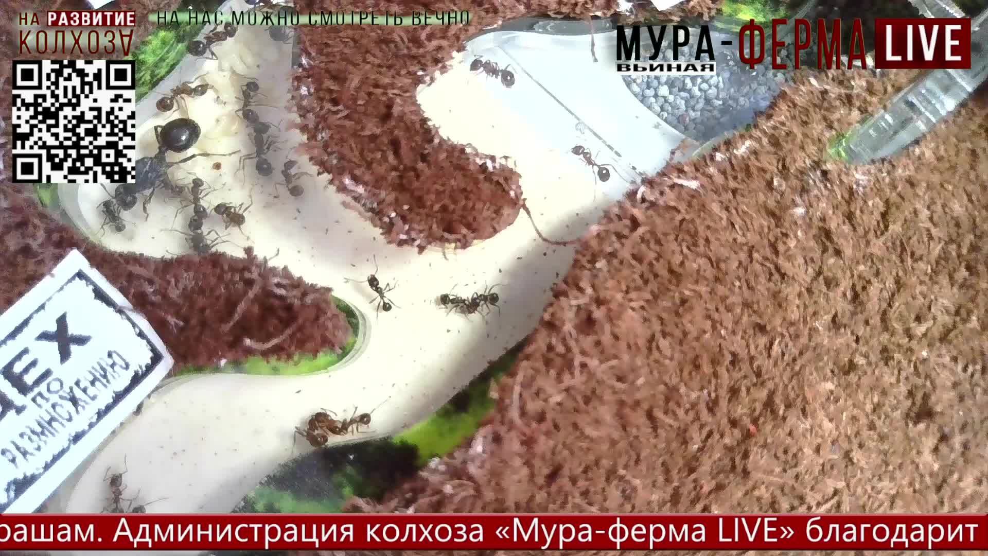 МУРА-ферма LIVE.Бункер 24.Распродажа яиц (по 135р/дес)! Муравьиная ферма!Муравьи Жнецы.+радио "Мураш