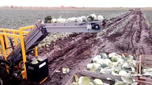 уборка капусты 2017год