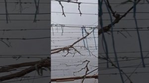 Горох в теплице 15.03.25