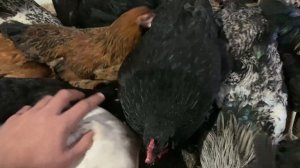 Курицы кушают🐔🐔