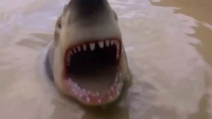 Настя и Папа Купаются в Басейне!Like Nastya!