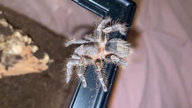 Grammostola pulchripes смотреть онлайн