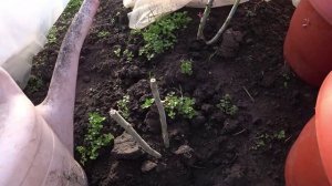 Теперь их три🌺🌼🌷 Приводим в порядок курятник 💪🐔Зима была очень тяжелая для нас😪👀