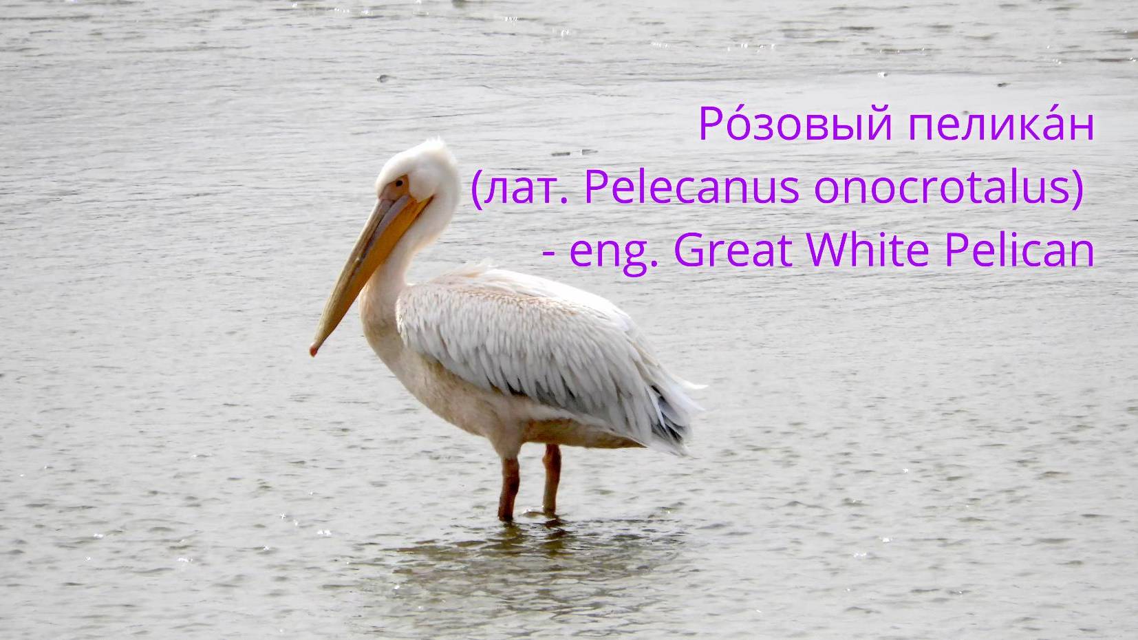 краснокнижный Ро́зовый пелика́н на реке Кубань у Краснодара смотреть онлайн