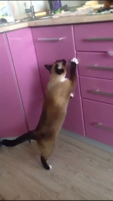 Кошка хочет открыть дверь смотреть онлайн