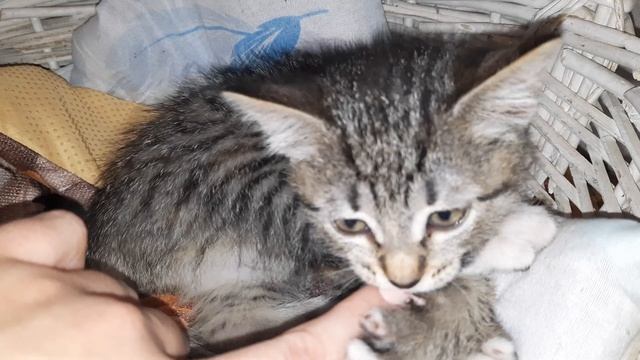 Милая котя дикая львица! смотреть онлайн