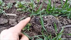 Ловил зайца голыми руками.Чуть не наехал на зайчонка.