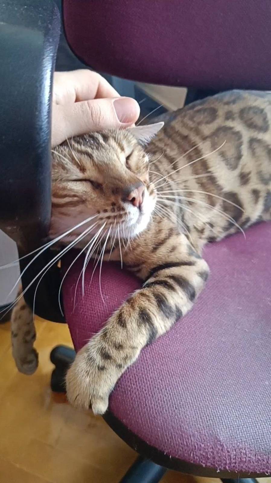 Ласковая Бенгальская кошка