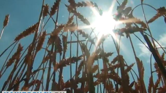 На праздновании Дня Брянского поля показали новейшую сельхозтехнику смотреть онлайн