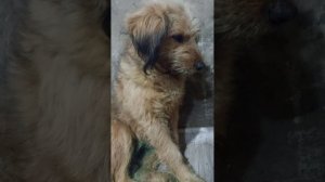 Это Ариша, её вчера забрали с улицы