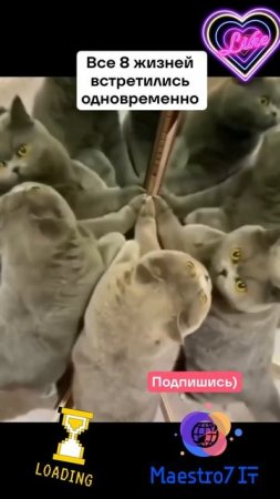 🐈 Кот и 8 жизней 💭