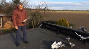 Как гонять гривунов и николаевских голубей