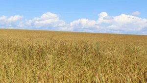 Когда волнуется желтеющая нива🌾