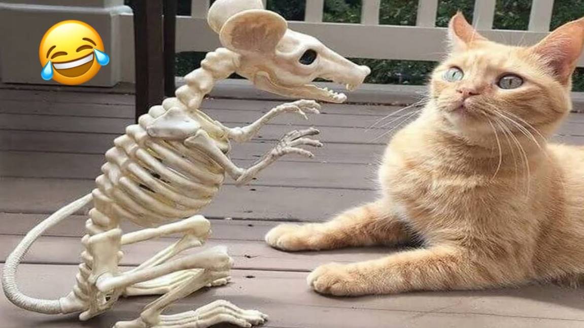 Если Ты засмеешься, ты проиграешь 🤣 Самые смешные собаки и кошки 😹🐶
