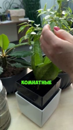 С этой подкормкой ваши цветы зацветут, как никогда раньше