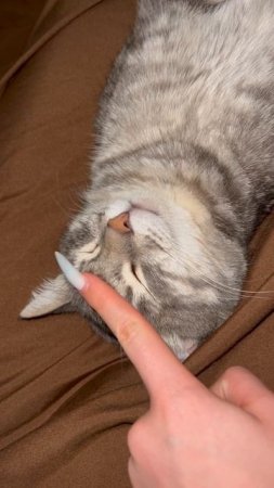 Котя 🐱