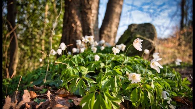 Mit dem PHOTOHIKER 44 und der CAMSLINGER Outdoor im Siebengebirge смотреть онлайн