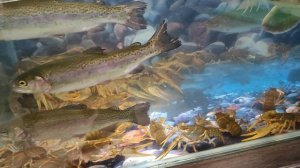 Аквариум в Сочи