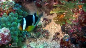 Diving "Blue Corner" in Nusa Lembongan