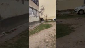 Табун в Кисловодске 🐎