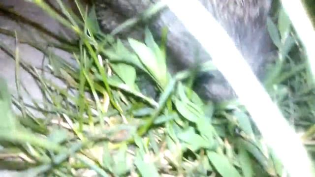 Ёжик) смотреть онлайн