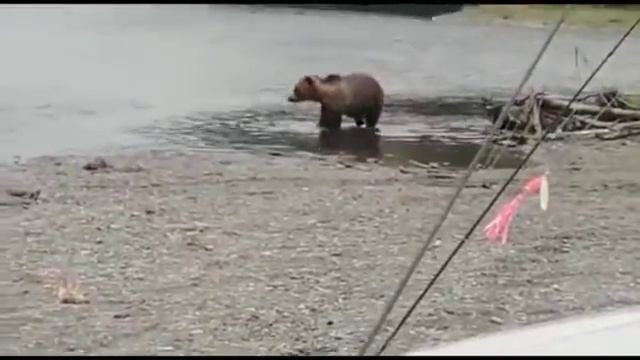 Бесстрашный медведь смотреть онлайн