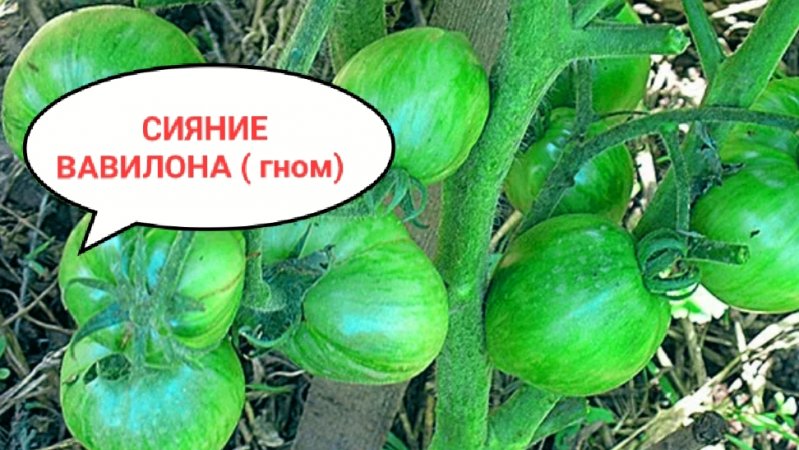 Обратите внимание! Делаю ЭТО сразу ! Рассада пошагово