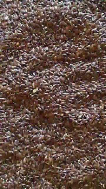 Roasted Flax Seeds #shorts смотреть онлайн