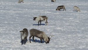 Северные олени