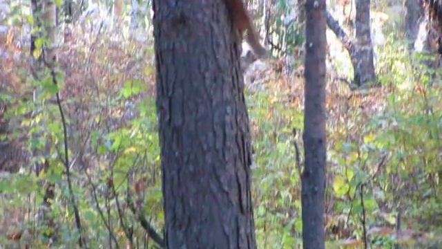 Белки смотреть онлайн