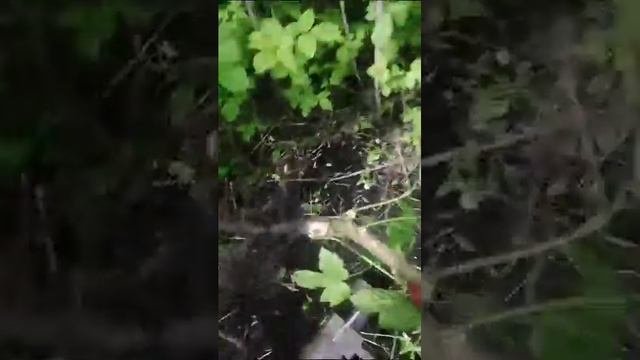 корнеудалитель, корчеватель деревьев и кустарников...