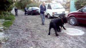 Роман-Кош Демир 7 мес в груминге и Тибул 2,5г .Дети РК Морриса Мондеаля