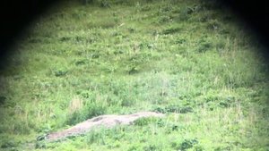 Сурок & Vortex Diamondback 20-60x80