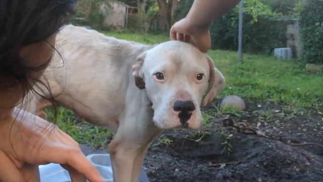 Волонтерам сообщили о худом псе, привязанном у заброшенного дома. Но правда оказалась намного хуже смотреть онлайн