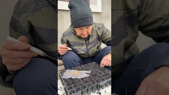 Як садити перець на розсаду?посадка перцю 🌶️підготовка розсади смотреть онлайн