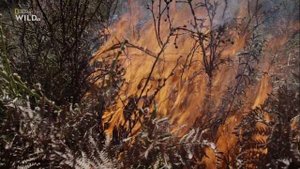 Новая дикая природа Европы 2 серия «Пропавшая рысь» (документальный сериал, 2020)