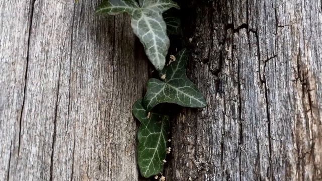 Holzbiene im Eichenzaun -kurzes summen смотреть онлайн