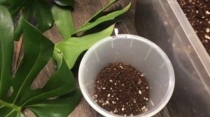 СПАСЕНИЕ МОНСТЕРЫ С АВИТО. ЧЕРЕНКОВАНИЕ, УКОРЕНЕНИЕ И ПЕРЕСАДКА