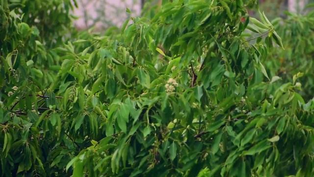 CINEMATIC MONSOON 2024 смотреть онлайн